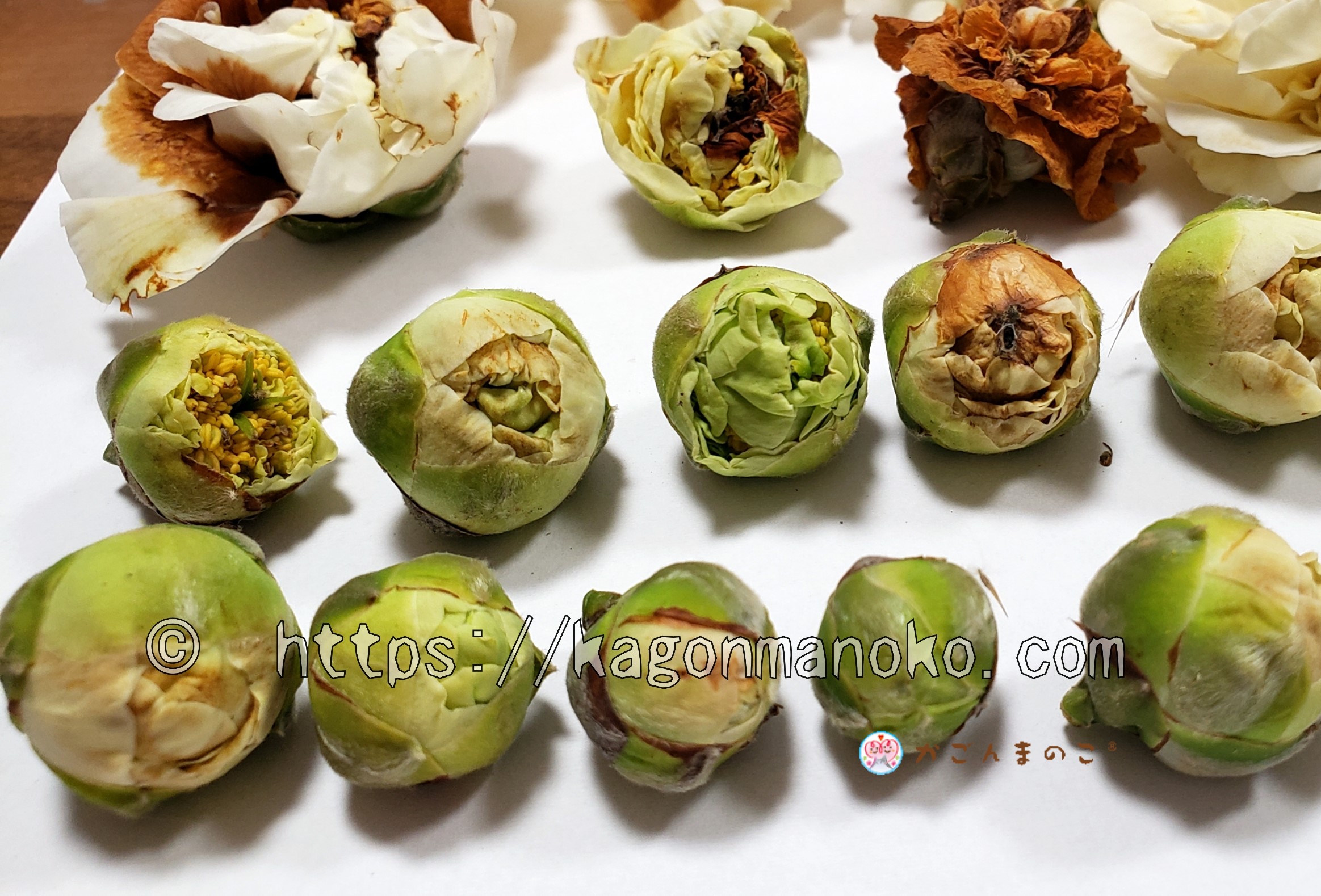 開花時期に葉が弱って枯れそうになった椿を元気にする対処法