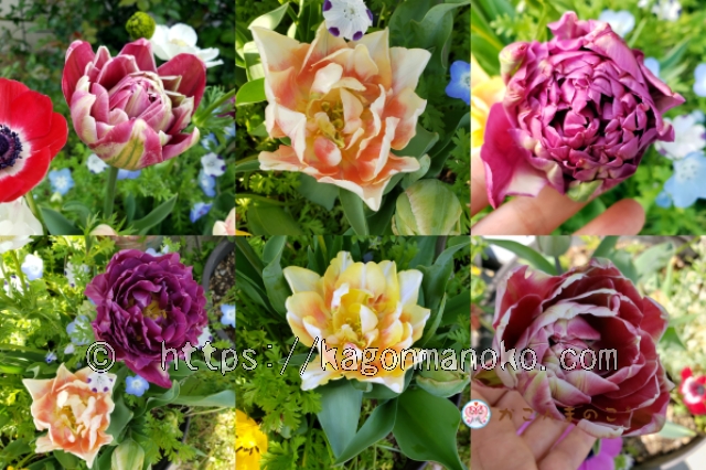 毎年の人気があるチューリップしゃくやく咲き4品種を育てた特徴