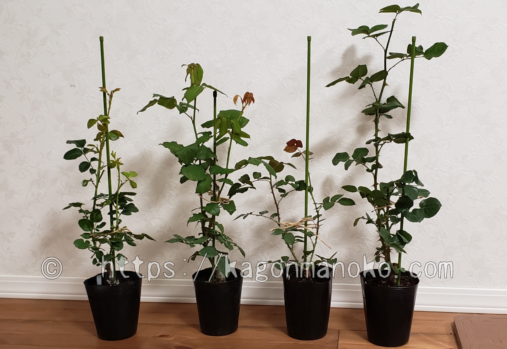 新苗が枯れた失敗からシュートを出せた成功する育て方2つのコツ