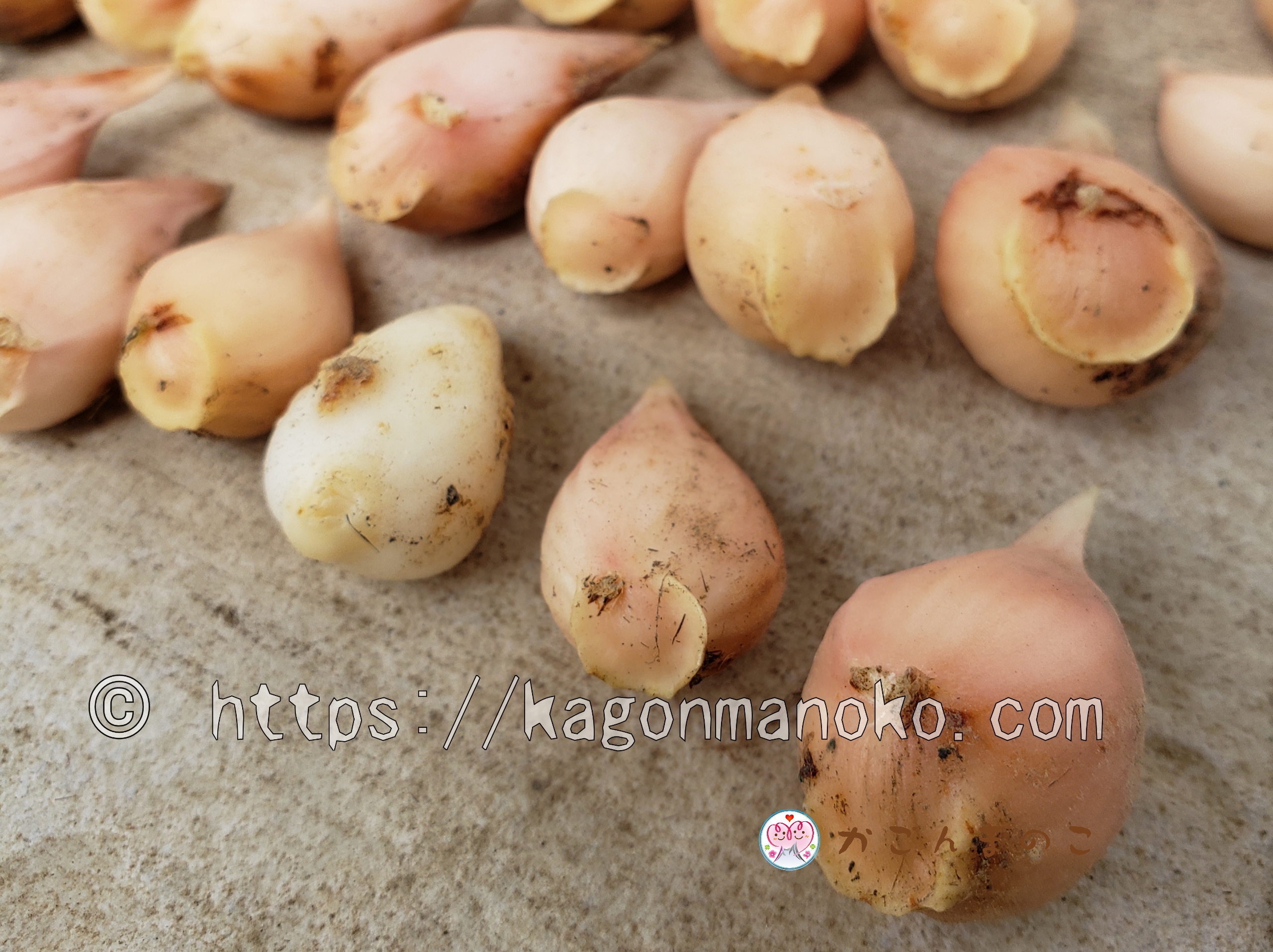 チューリップ球根の消毒をしないとどうなる？-生育と腐敗を数値で比較-