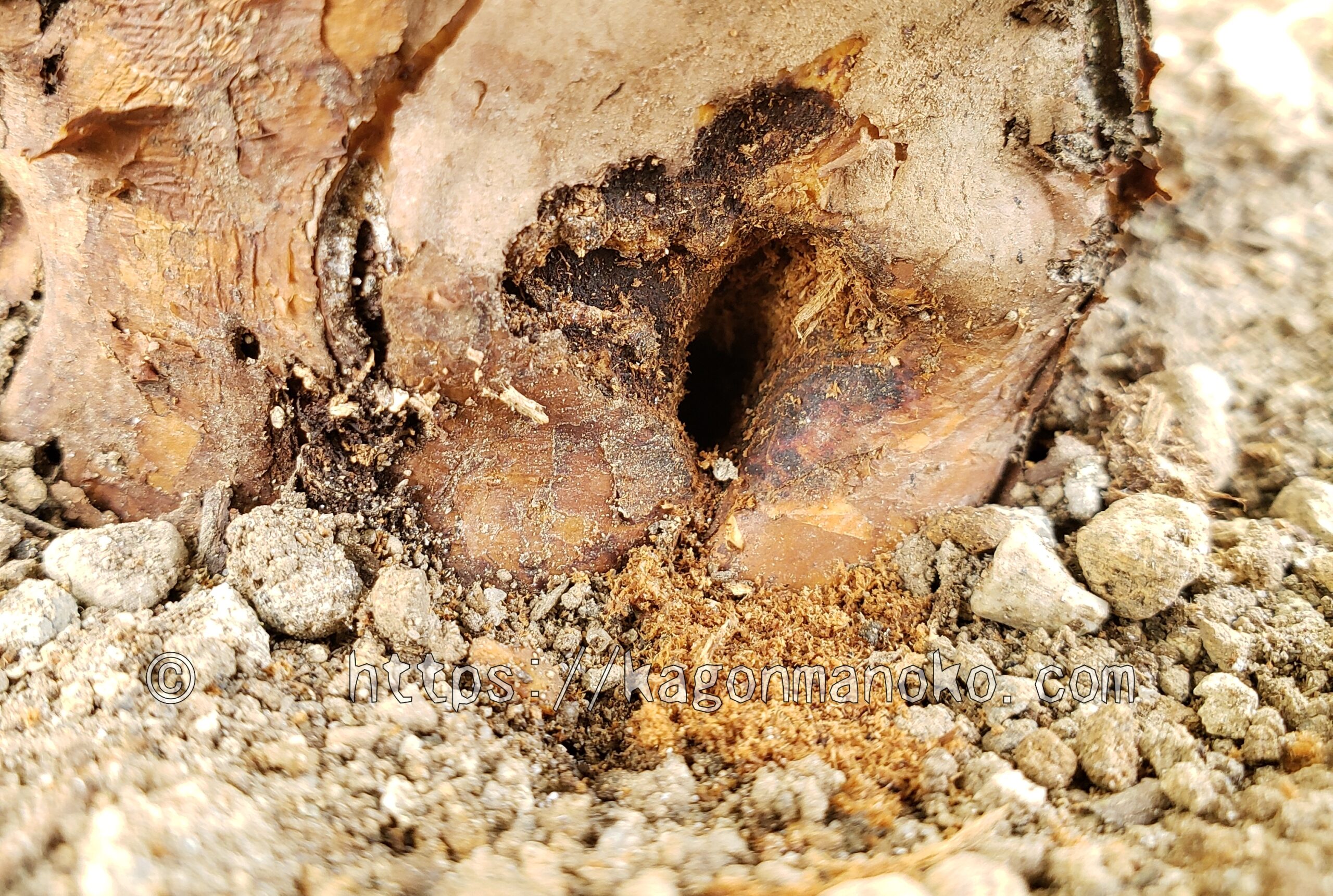 バラを食害するテッポウムシを実際に駆除した有効な撃退方法