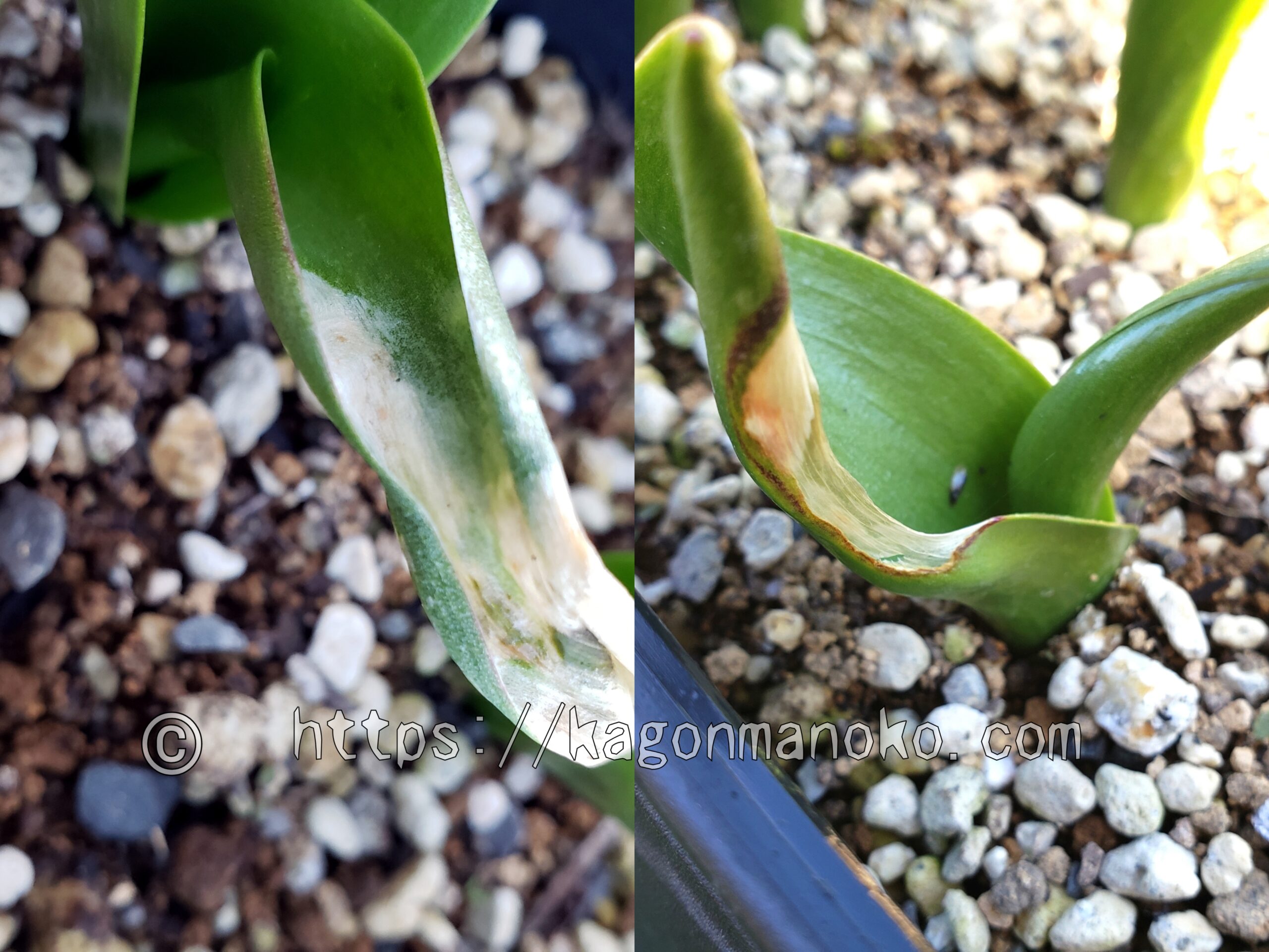 チューリップの葉が腐れても花が咲いたよ！葉腐病の原因や手入れ