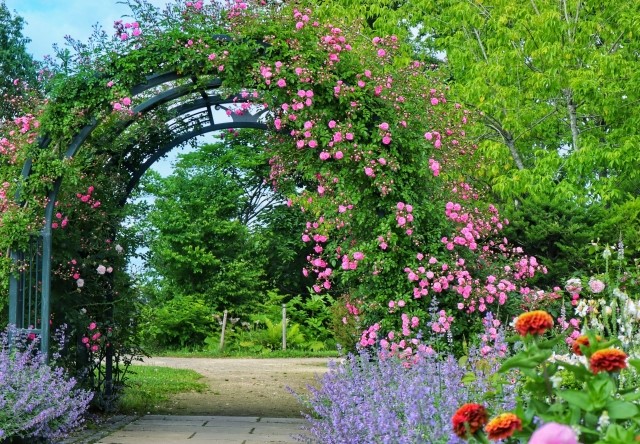 植物を育てる極意-買う前に知っておく、枯れない特性選びのコツ-