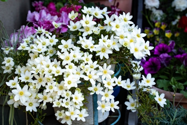 クレマチスが夏に枯れた時に新芽がでるまで回復させた3つの手入れ