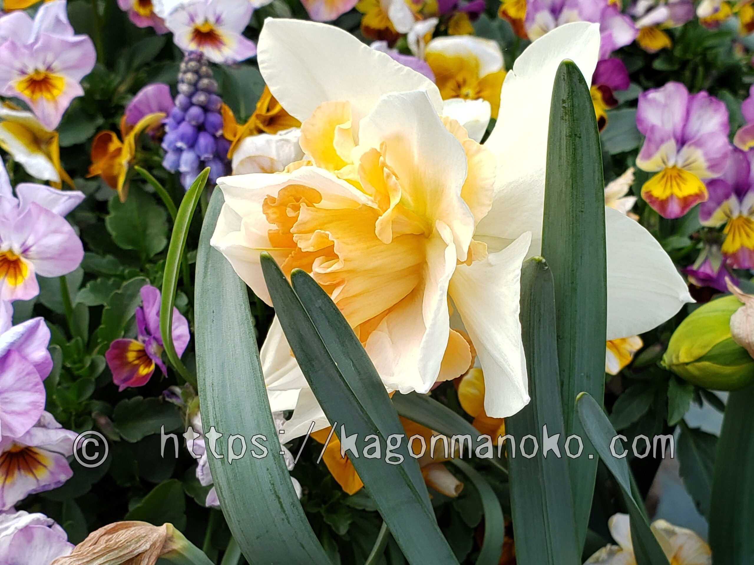 毎年育てたい寄せ植えにも可愛い大型品種のレプレット（水仙）とは