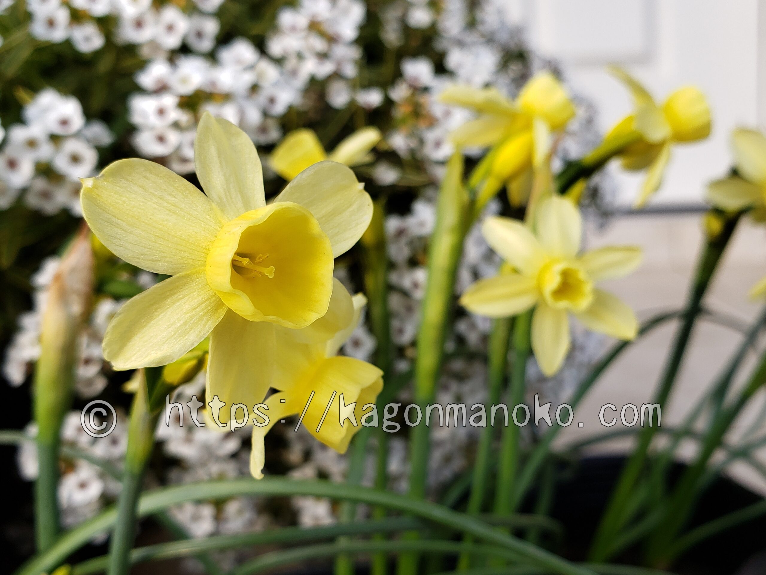 咲き進むと可愛いミニラッパ水仙・エンジェルウィスパーの特徴