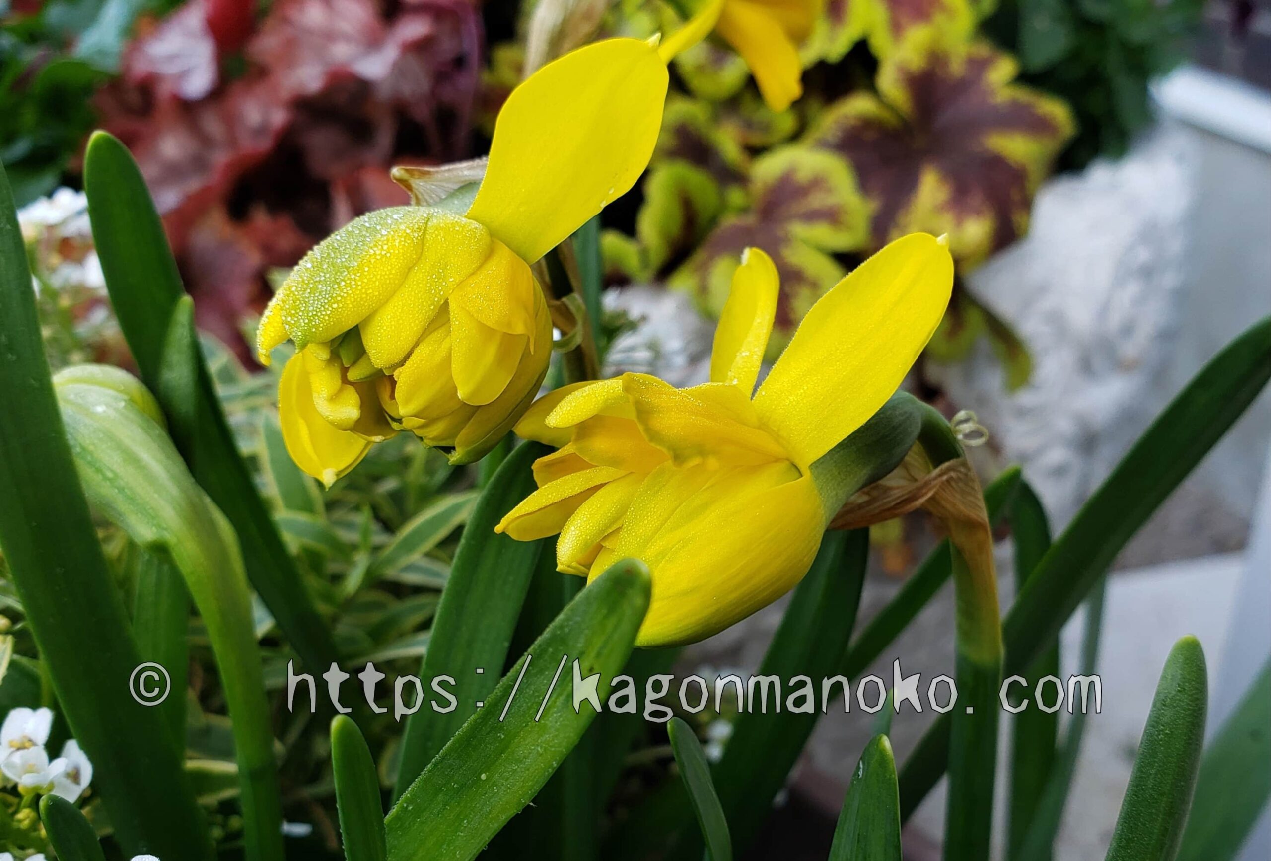 草丈が短い八重咲きミニ水仙のテテブークルは日陰でも育てやすい