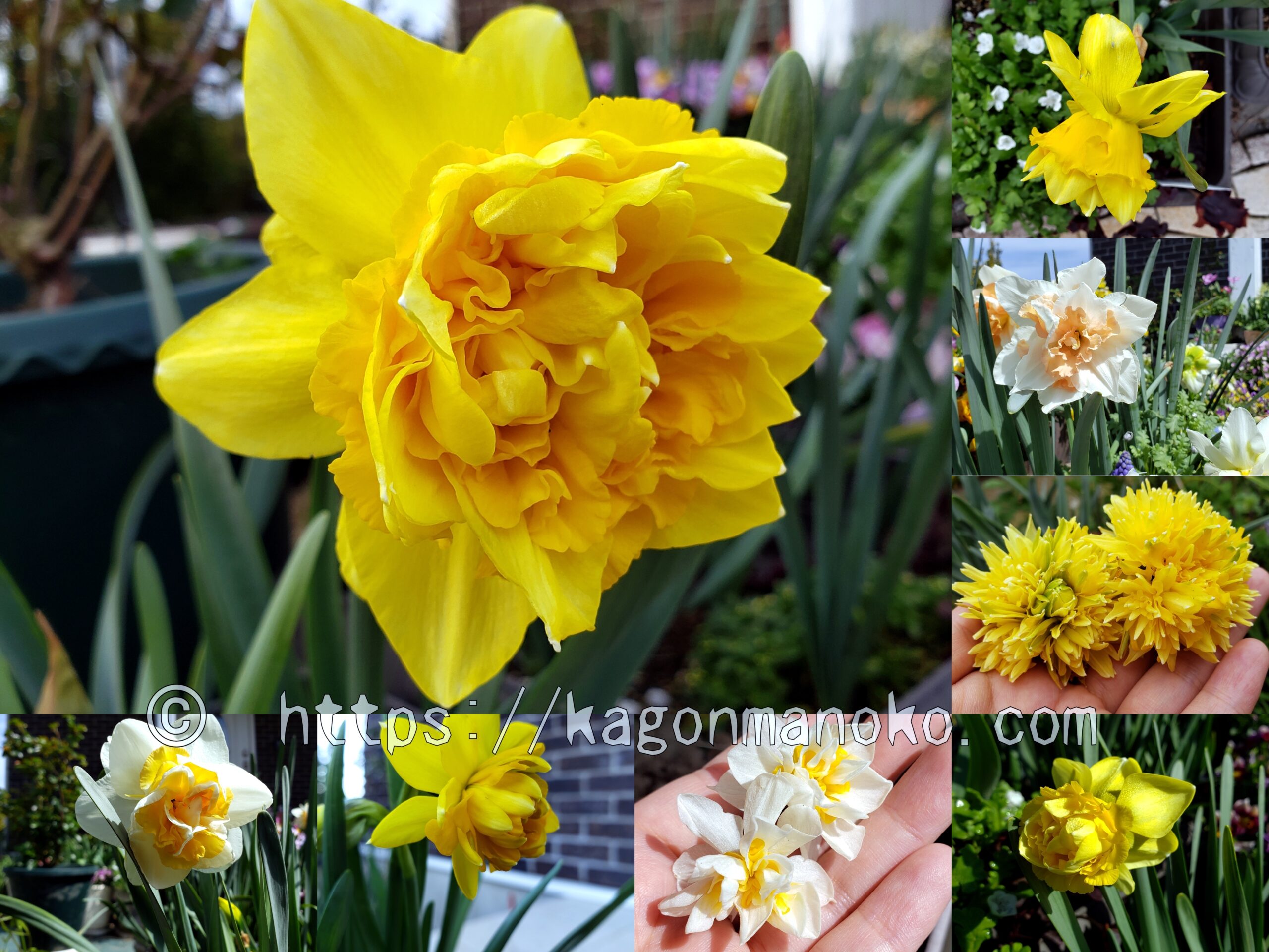 愛好家が育てた八重咲きで可愛い珍しい水仙（スイセン）の品種