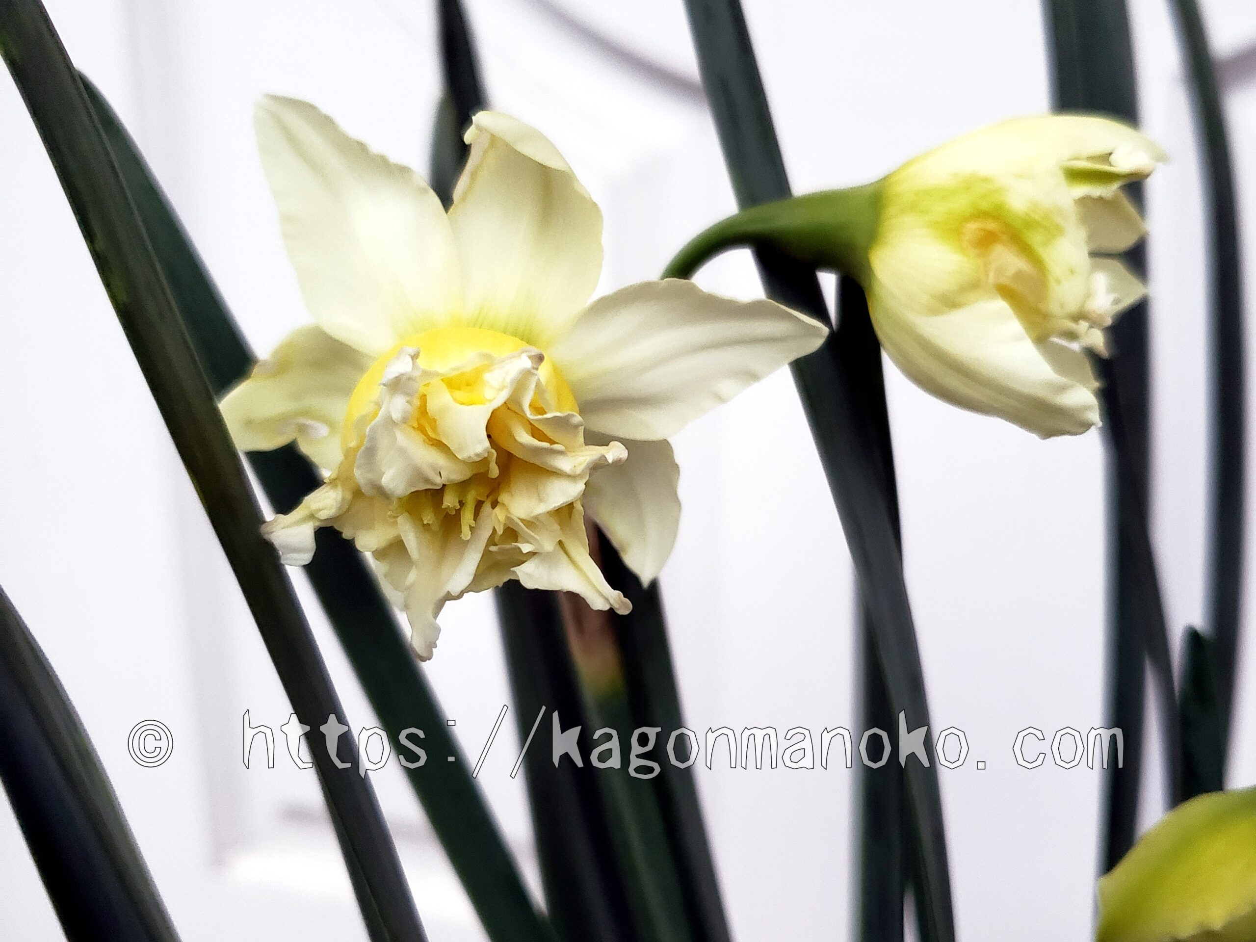 白い八重咲き水仙を育てるなら「オブダム」その魅力とおすすめ度とは