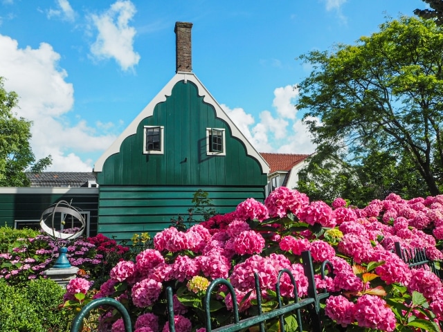 紫陽花でオシャレな風景と庭づくりの定番花壇レイアウトと失敗例