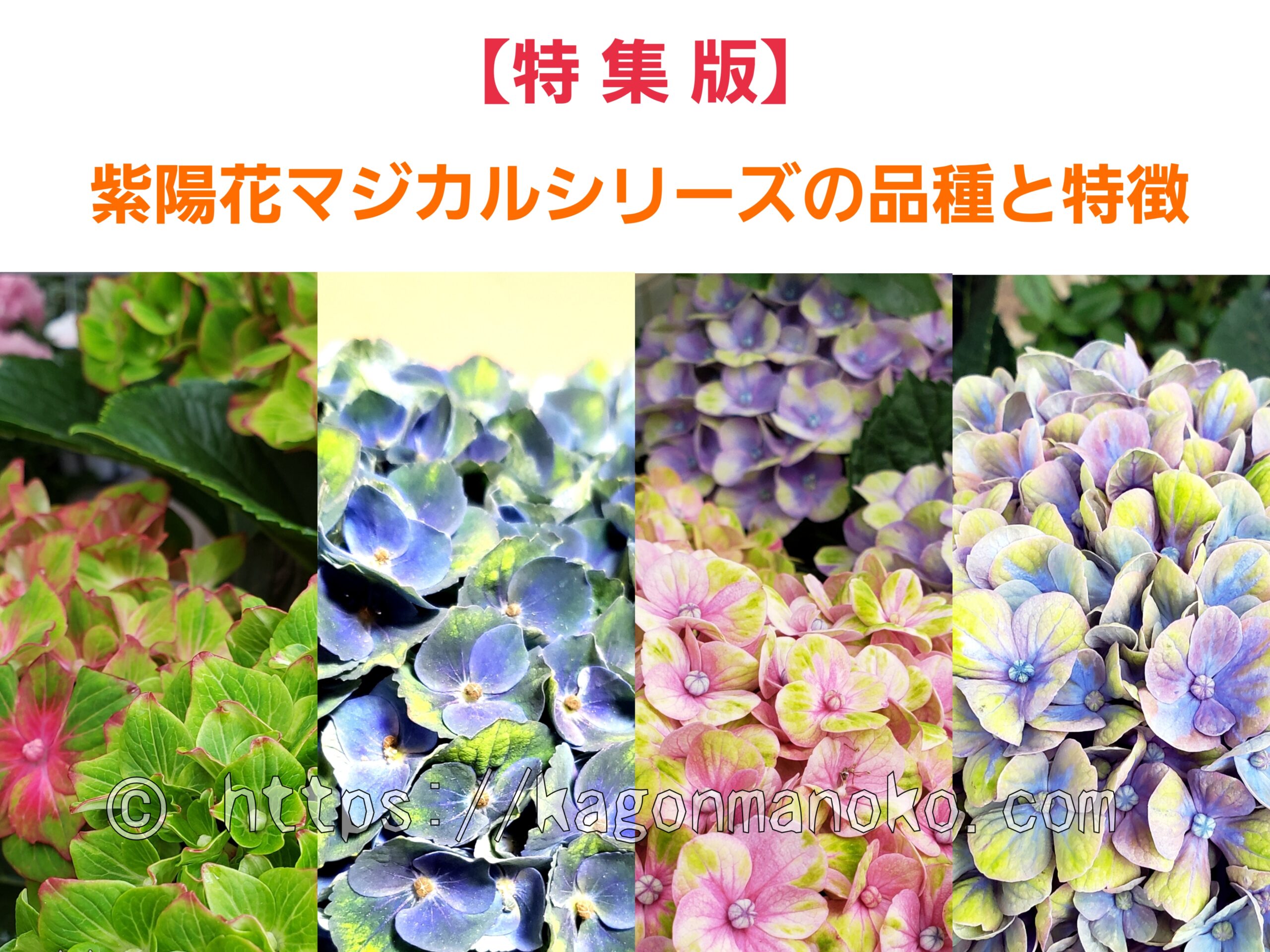 【特集】おススメ紫陽花のマジカルシリーズの4種類と特徴