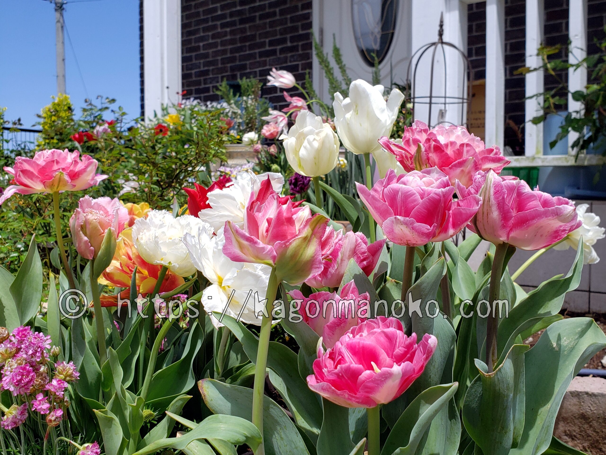 【テーマ別】チューリップの寄植えで印象を変わる配色の組み合わせ