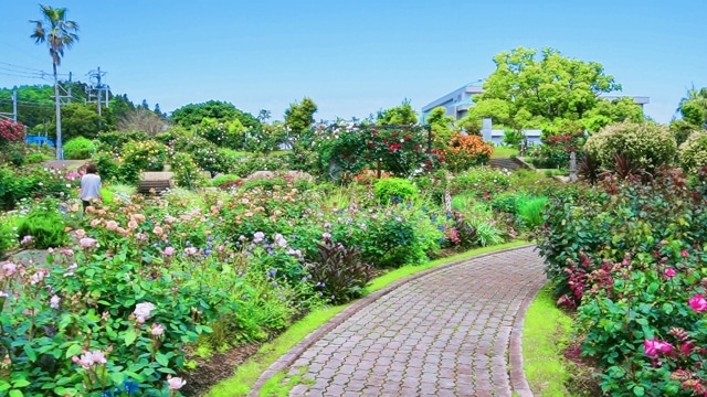 憧れのイングリッシュガーデンの作り方!初心者が学んだ基本のキ