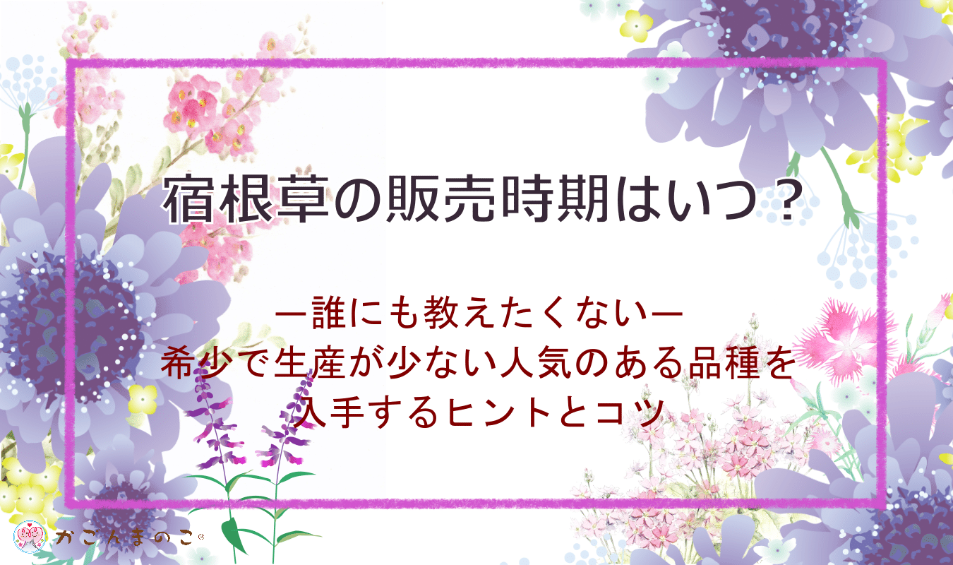 即売するレアな宿根草が再販になる時期と購入はいつがベスト？