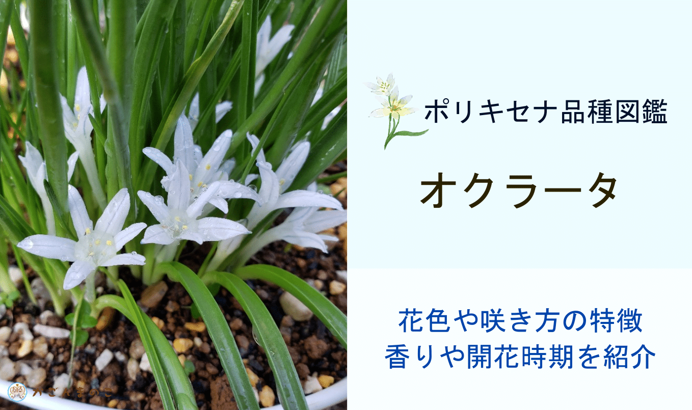 秋咲きポリキセナ・オクラータの特徴とは?机に飾れる可愛らしさ