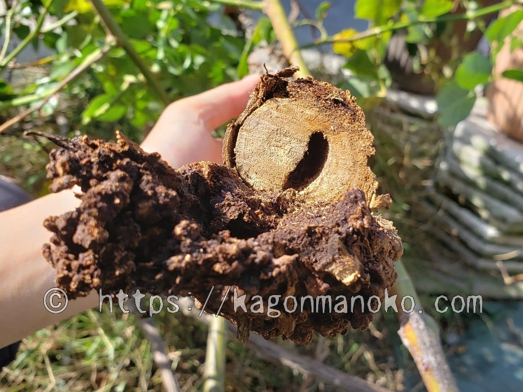 テッポウムシの食害で薔薇が枯れた！幹に開いた大穴のサイズとは