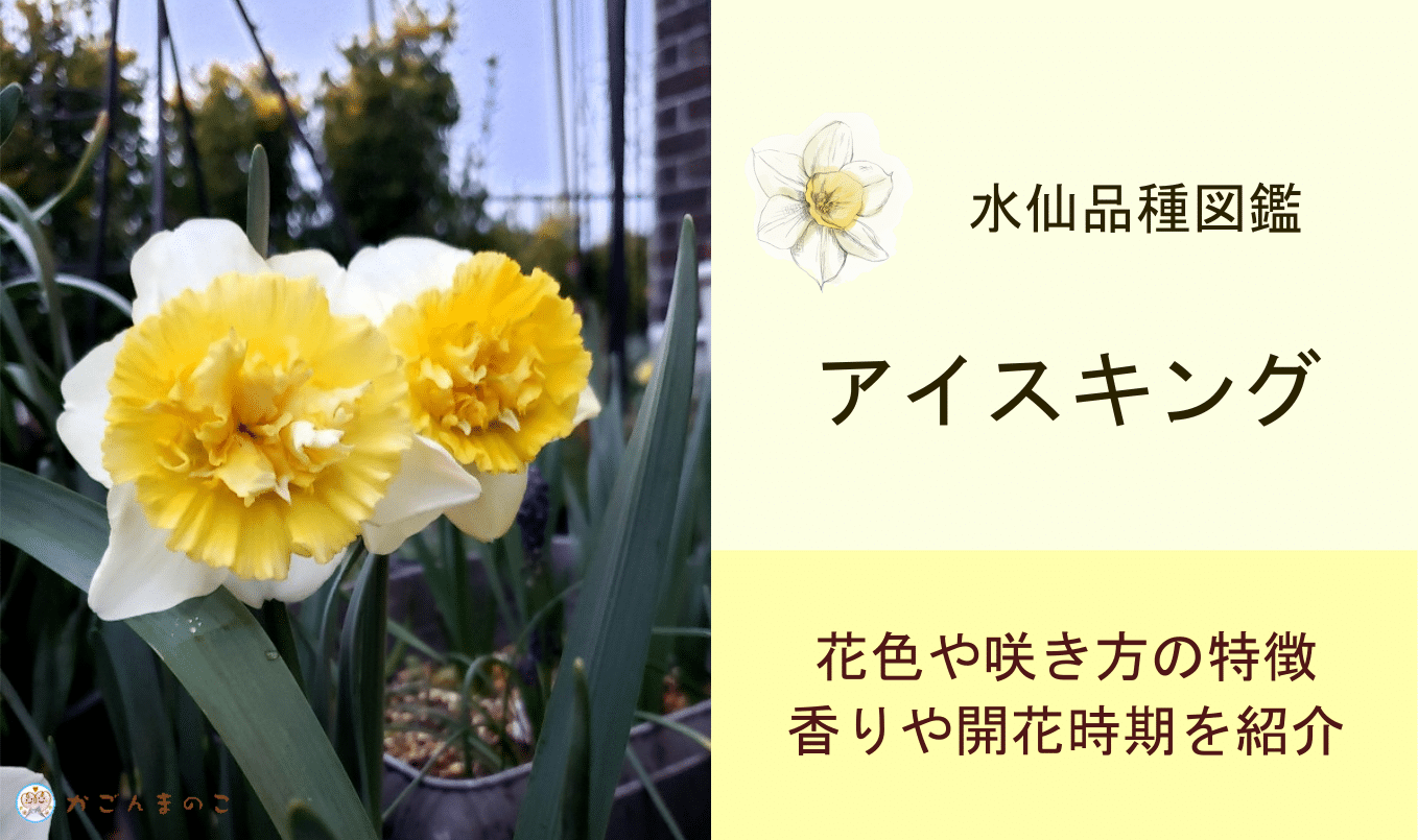 アイスキングの特徴!購入前に知っておくべし、祖先返りの開花様子