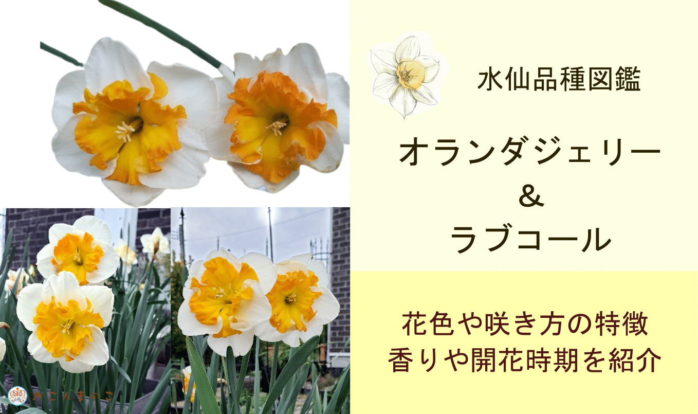 似てた！「オランダジェリー」と「ラブコール」は同じ水仙！？
