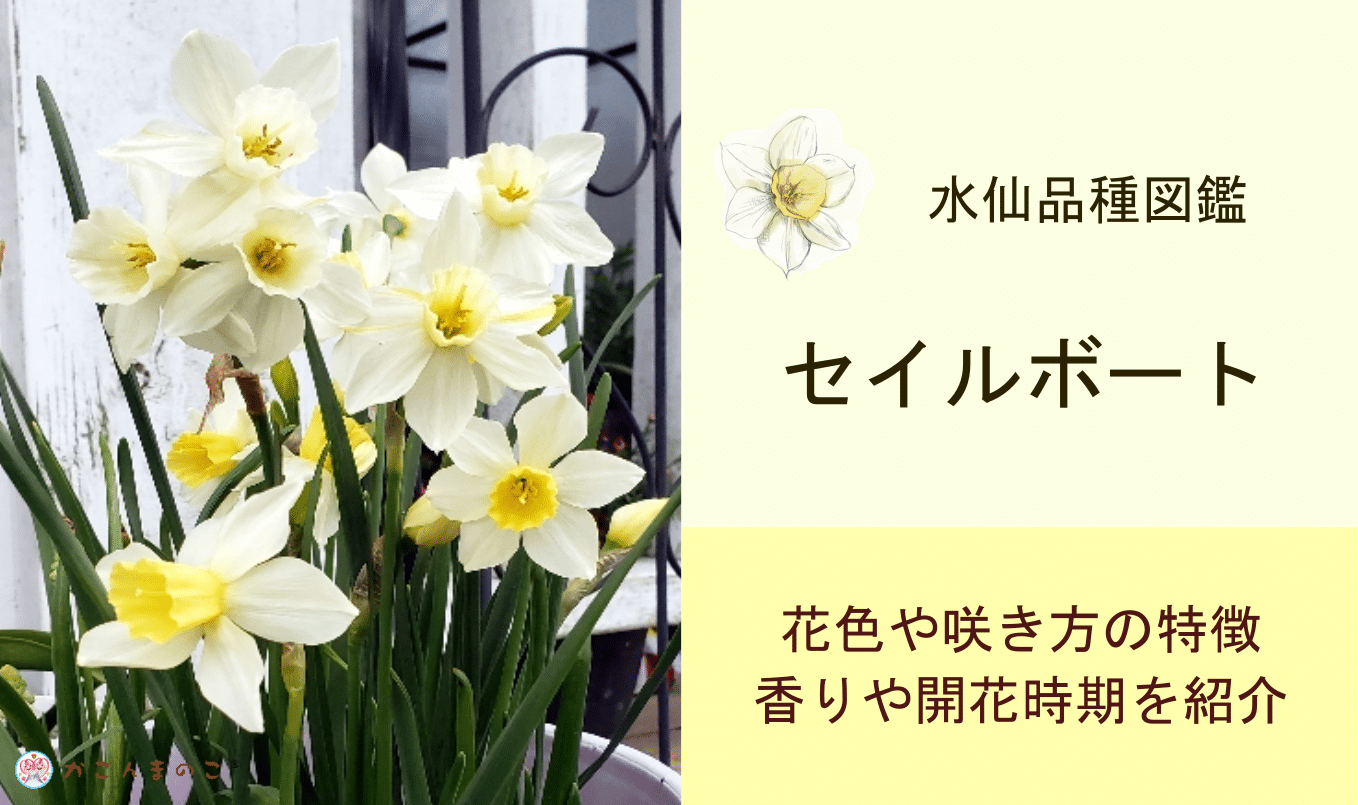 セイルボート水仙はムスカリの寄せ植えにおススメしたいミニ品種