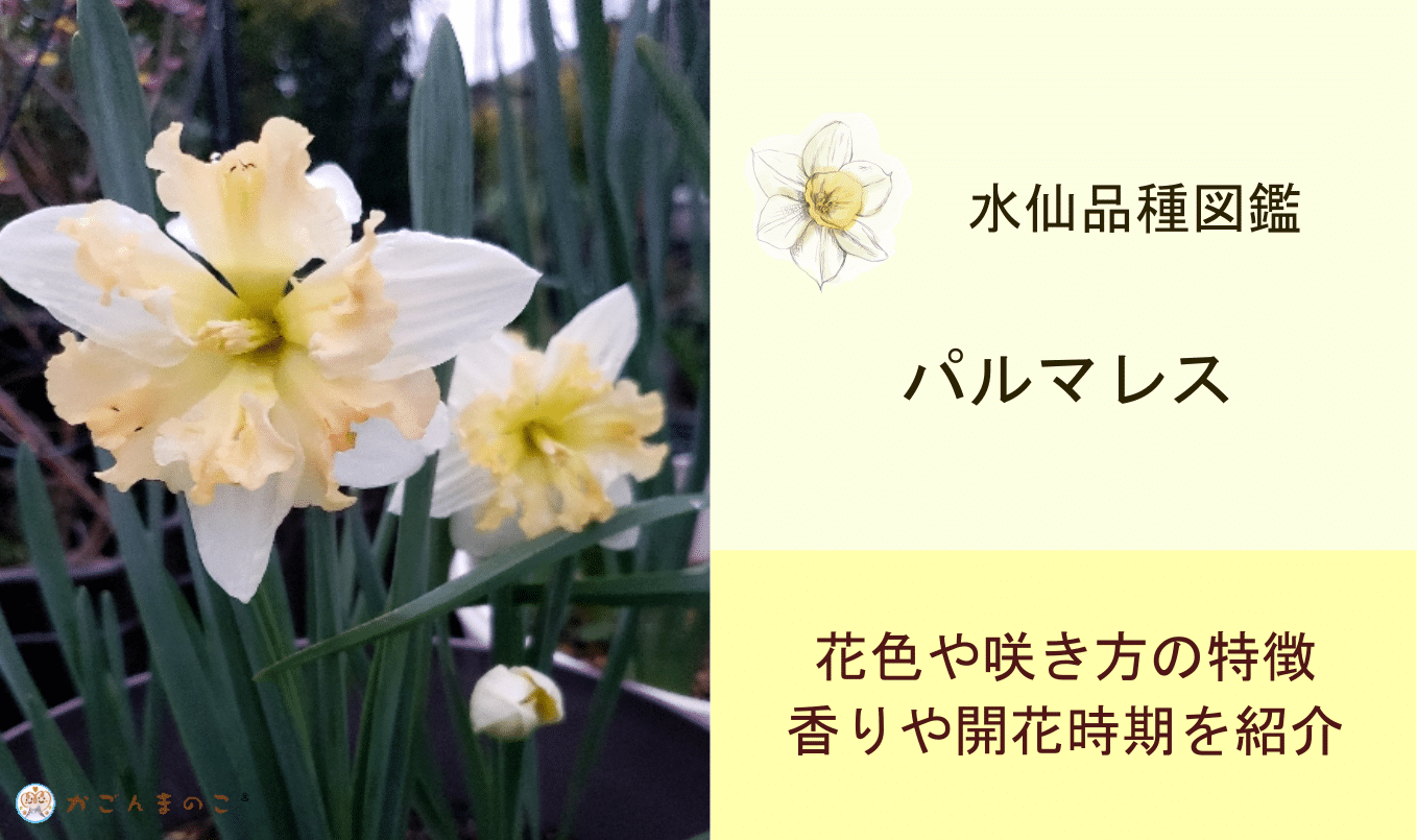 副冠が蝶のような「パルマレス」バタフライ咲きがお似合いだった