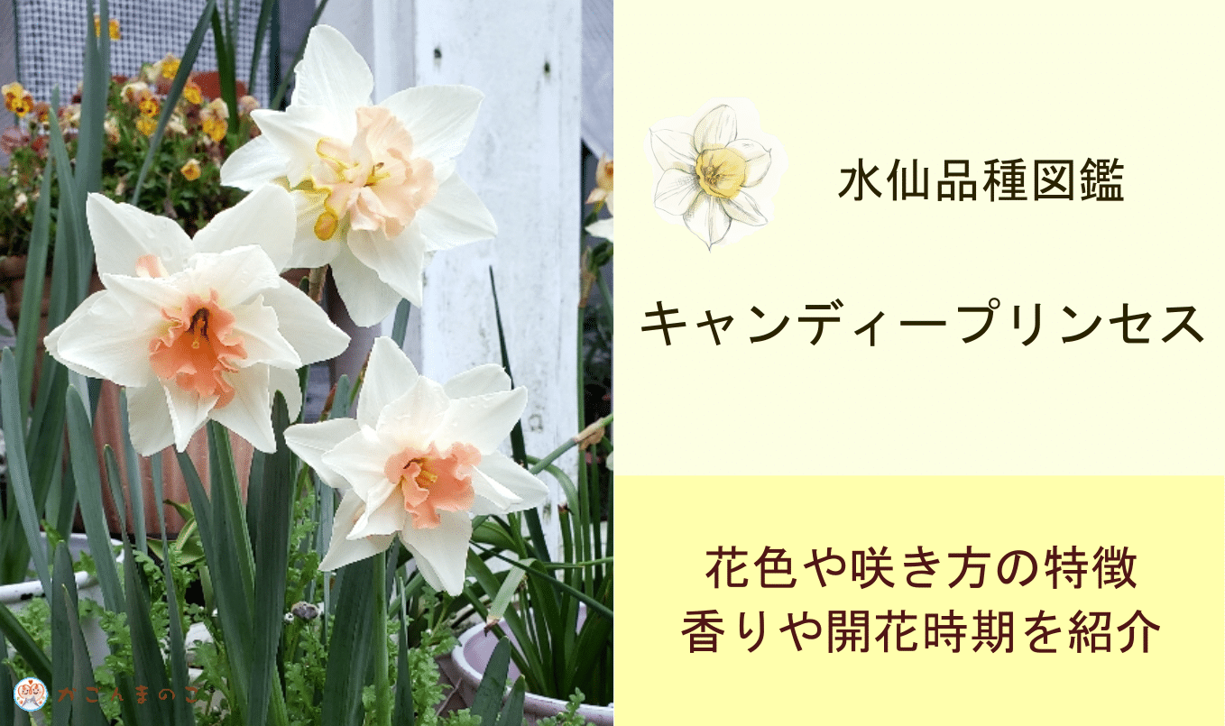 水仙の名前が可愛いから買った「キャンディープリンセス」とは