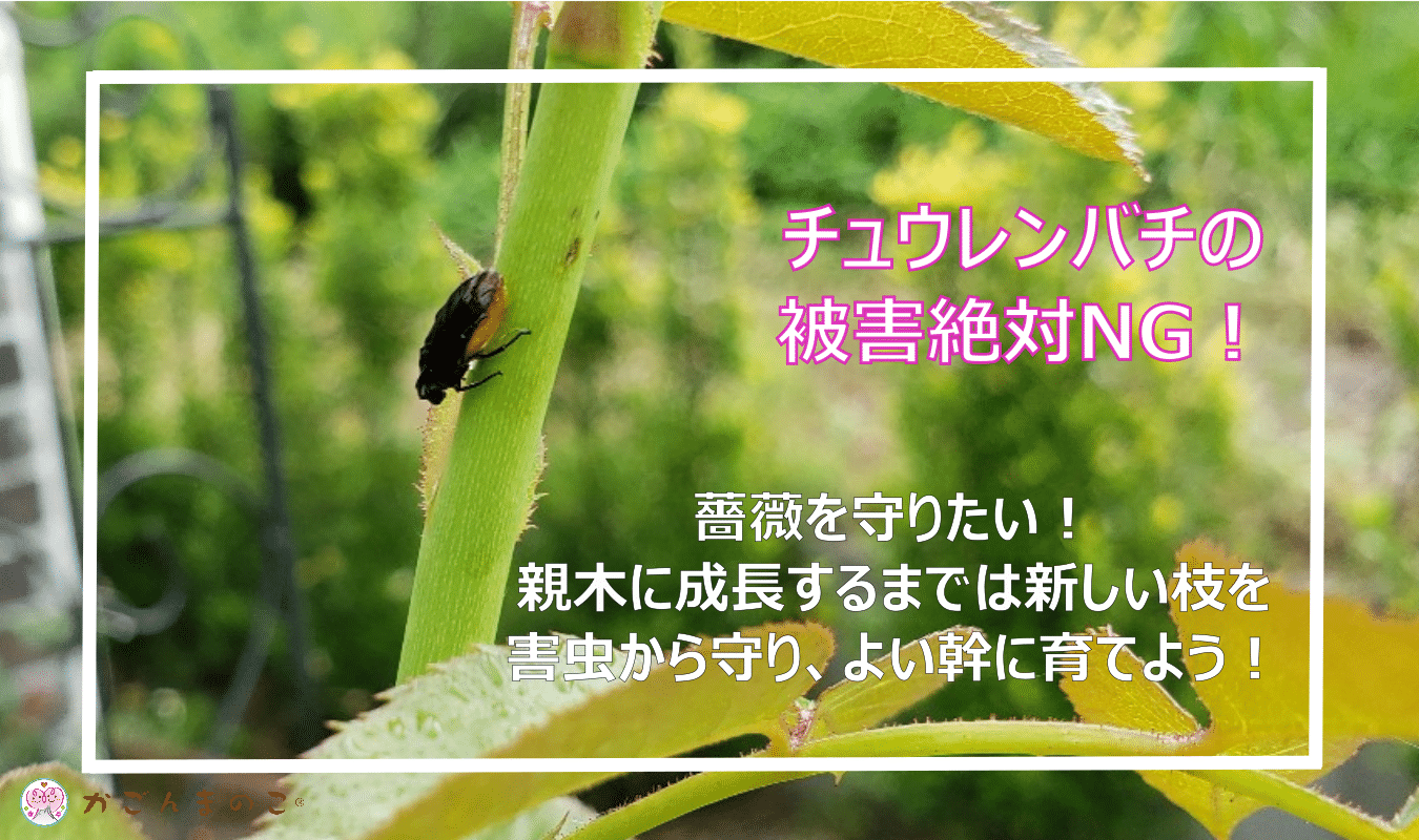 薔薇のチュウレンバチ被害に愕然。決して寄せ付けないとやった対策